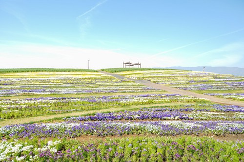 花フェスタ.jpg